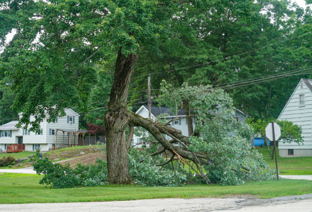 The Steps Involved in Our Tree Care Process in Country Knolls, NY